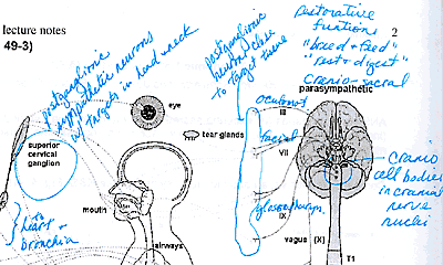 Page from systems neurobiology notes